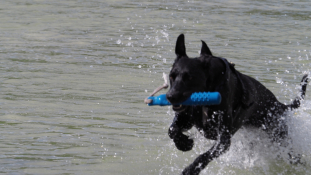 Gesunder-Hund.jpg