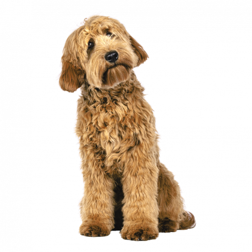 Hund-Pfotenbegleitung.png
